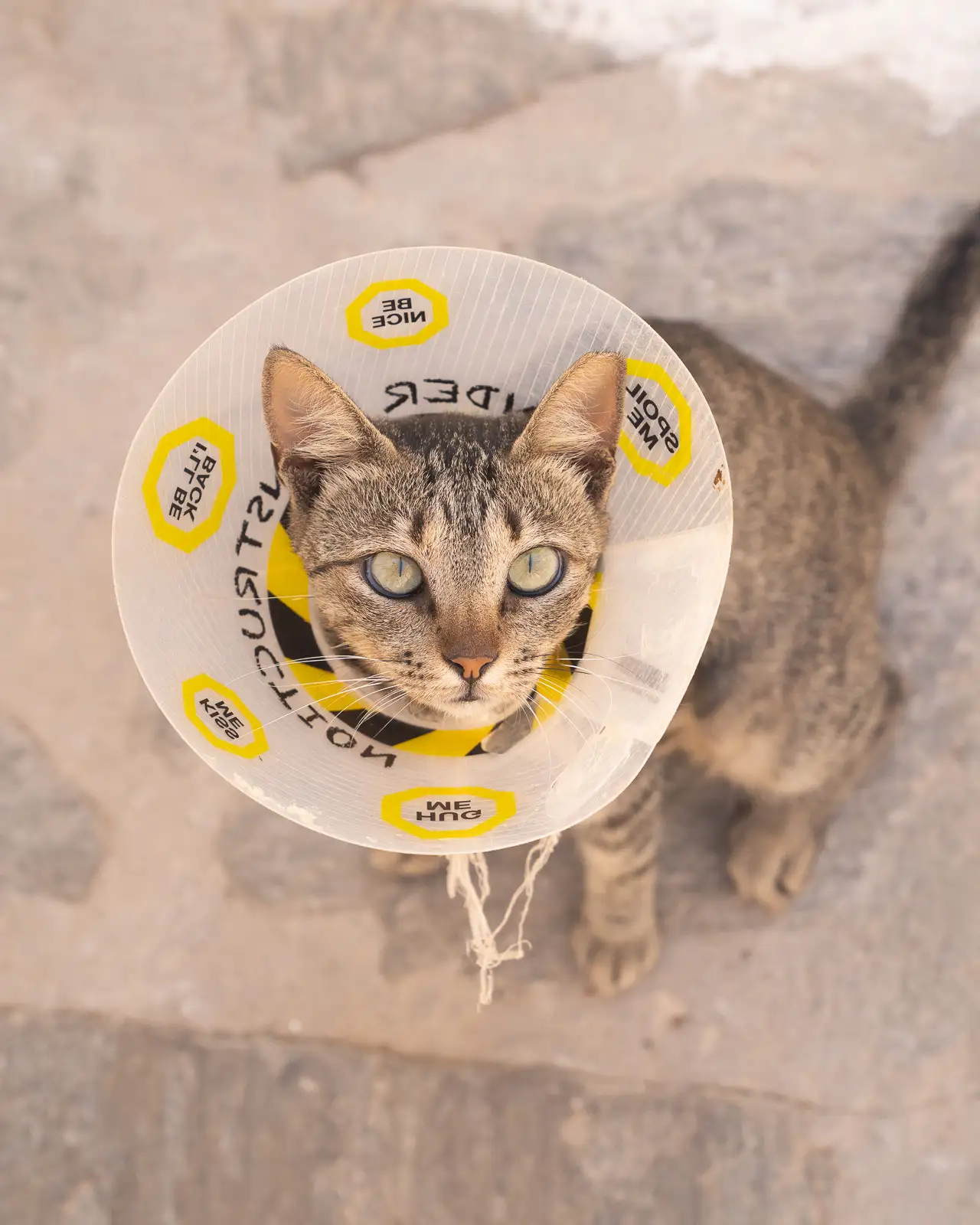 cat in Plaka- milos island