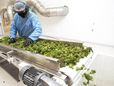 Cannabis medicinal y cáñamo industrial: nuevas reglas, nuevos actores