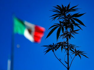 De la aprobación al olvido: cannabis lleva tres años estancado en el Congreso