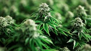 Cannabis en México: entre vacíos legales y nuevas oportunidades de negocio en 2026