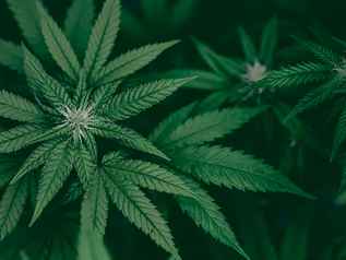 Por qué los adultos mayores eligen comestibles de cannabis frente a los fármacos tradicionales