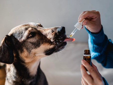 Uso de CBD en mascotas: Lo que dice la ciencia y expertos