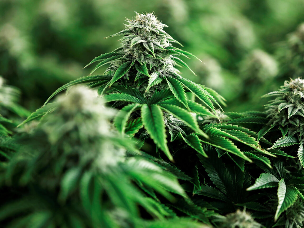 Legalización del cannabis podría revalorizar el suelo y transformar el campo mexicano