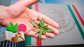 Activistas reclaman el fin de la parálisis legislativa sobre el cannabis en México