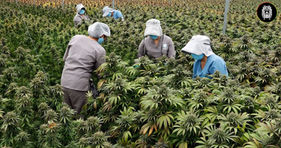 Empresa del Chaco exportará cannabis medicinal internacionalmente
