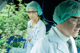 Científicos de California descubren que el cannabis es bueno para el metabolismo