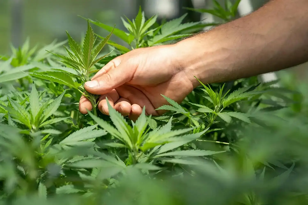 Proponen incluir el cannabis en la Constitución provincial: salud y producción