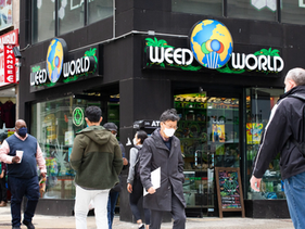 Dispensarios de cannabis demandan a Nueva York por cambio en regla de distancia que amenaza con cerrar sus puertas