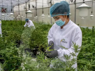 Hacia un nuevo paradigma: Colombia aprueba primer debate para la legalización del cannabis de uso adulto