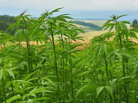 Entre el acceso y el mercado: el complejo panorama del cannabis argentino