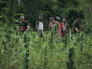 Más allá del Cultivo: El Legado Espiritual y Cultural de la Lamb's Bread en Jamaica