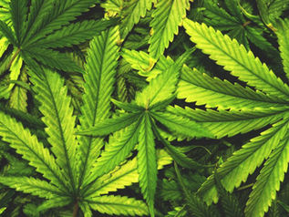 COFEPRIS aclara que permite y qué prohíbe el autoconsumo de cannabis en México
