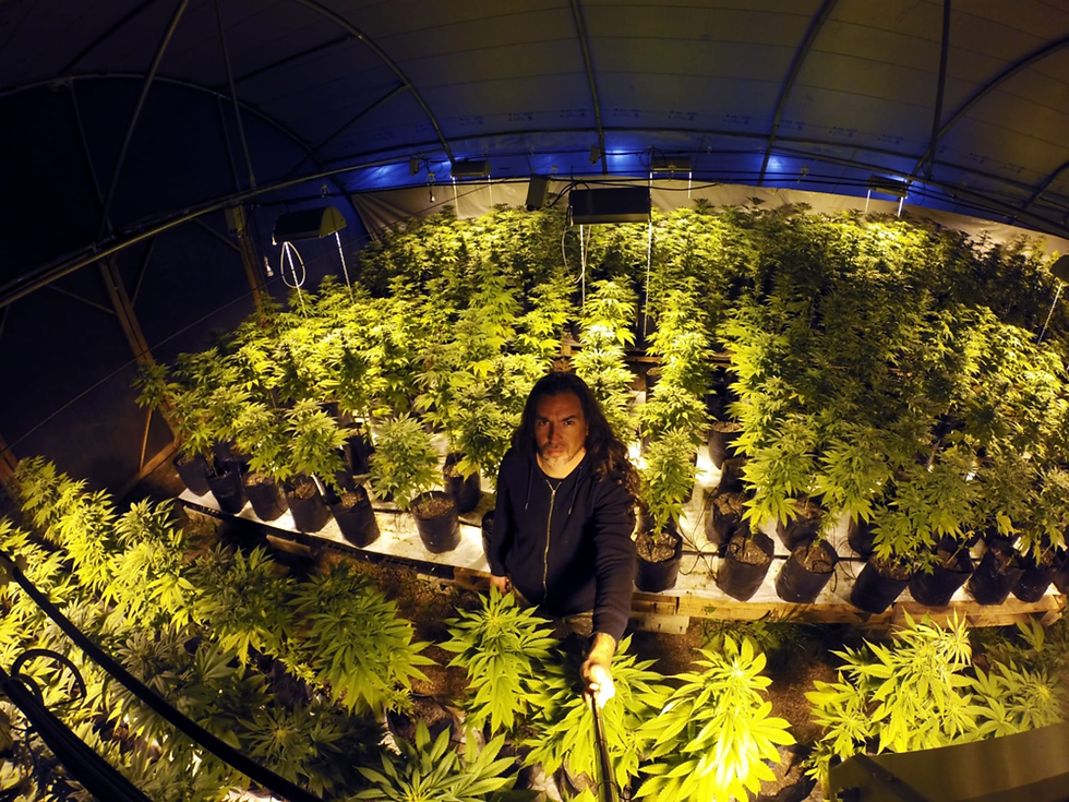 El Gobierno pretende agilizar los trámites para autocultivadores y organizaciones solidarias