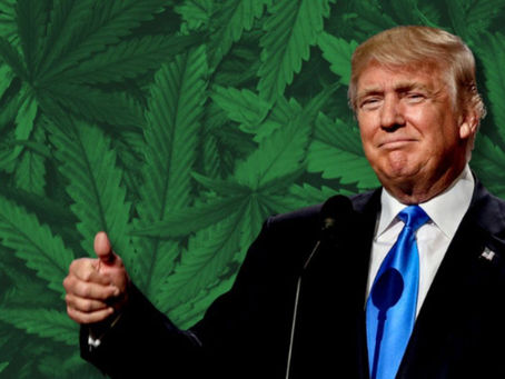 Donald Trump presidente: ¿Qué cambios veremos en la regulación del cannabis?