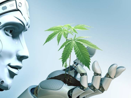 La inteligencia artificial impulsa una nueva era para la investigación del cannabis medicinal
