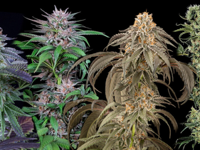 Flores de marihuana en Colorado tendrían menos THC del que dicen las etiquetas
