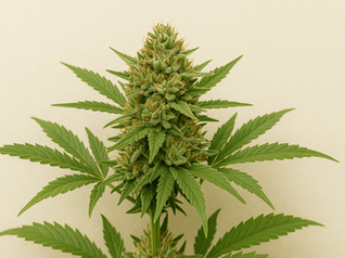 Estudios respaldan beneficios terapéuticos del cannabis en foro especializado
