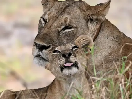 Lioness with cub