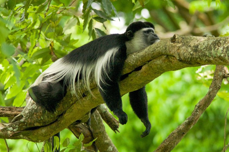 colobus monkey
