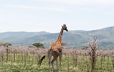 Ruma NP Giraffe