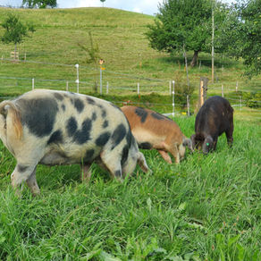 Empfehlungen zur Fütterung