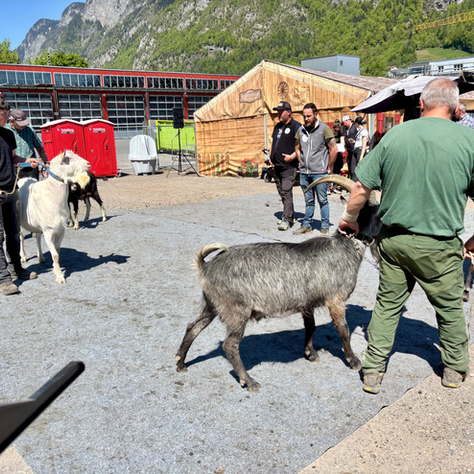 Frühlingsziegenschau in Mels, Sa 25. April 2026