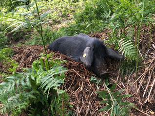 Adlerfarn bekämpfen