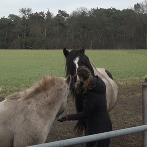 Hoe jij je paard kunt helpen zelfverzekerder te worden
