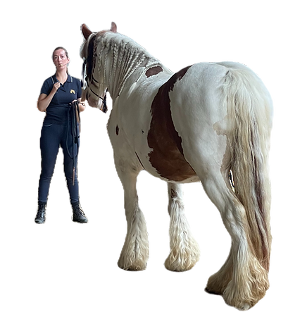 Horse Signs training met paard