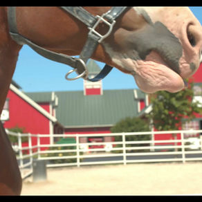 Luister jij naar je paard? Begrijp de Signalen