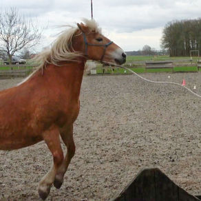 Hoe Horse Signs Diena, een Halflinger merrie, hielp veranderen