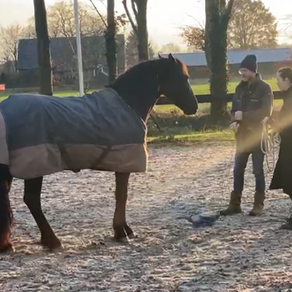 Help! Mijn paard is boos