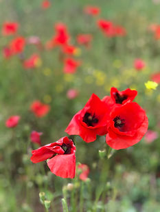 Gelée de fleurs de coquelicot