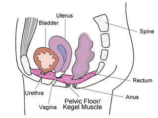 Pelvic floor disfunction