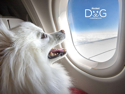 certificado-viaje-en-avion-perros-gatos-mascotas-tu-mascota-viaja-contigo