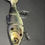 Thumbnail: Custom Bull Gill 6"  - Shad