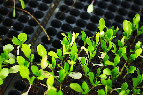 seedlings-for-planting-5325645_1920.jpg