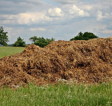 dung-500353_1280.jpg