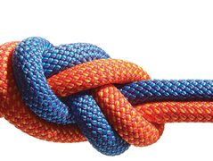 Organisational Culture - The Neuroscience of Trust