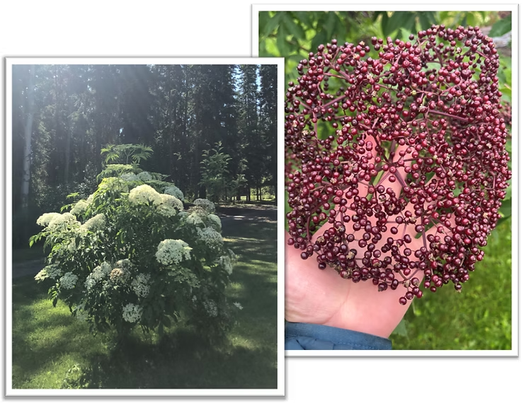 This elderberry is 5 years old and this is the first year to harvest. The shrub itself, loaded with beautiful and fragrant blooms, is amazing; getting to actually use the berries is the proverbial icing on the cake.