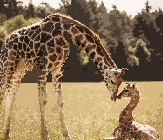 200-2000145_mother-giraffe-baby-giraffe-giraffe-mom-and-baby.jpg