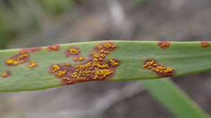 Myrtle rust confirmed in the Kimberley