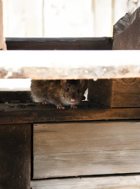 asheville rodent removal.webp