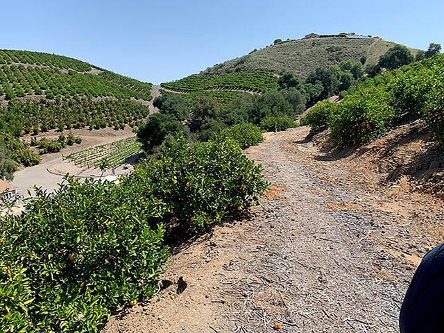 image of a temecula california vineyard