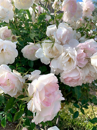 large pink flowers