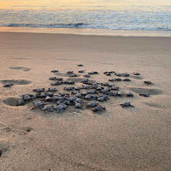 Miniatura: ECOTURISMO EN LA LAGUNA Y PLAYA DE CHACAHUA