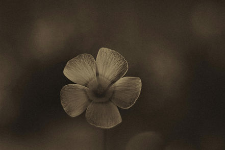 internetinis vestuvių kvietimas