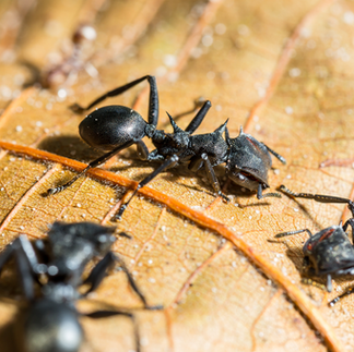 many big bullet ants on leaf