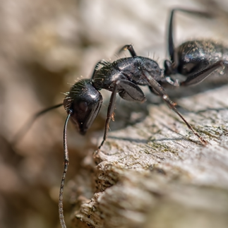 jet black bullet ant on wood
