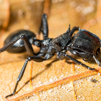 bullet ants on leaf